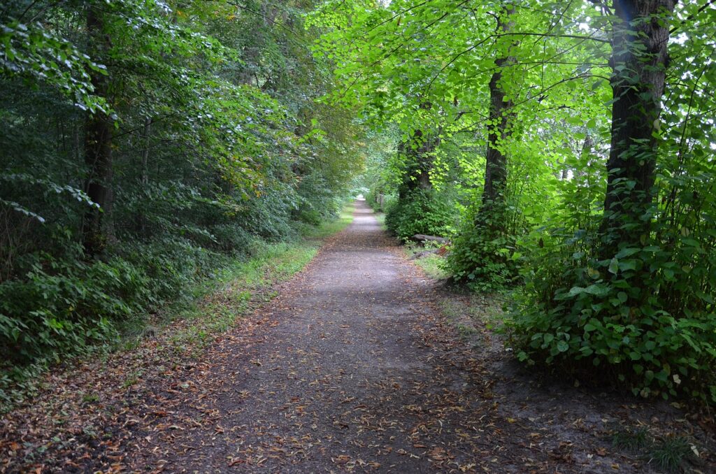 path, park, green-4402566.jpg